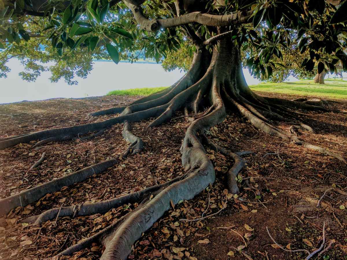 Remembering Our Common Ground